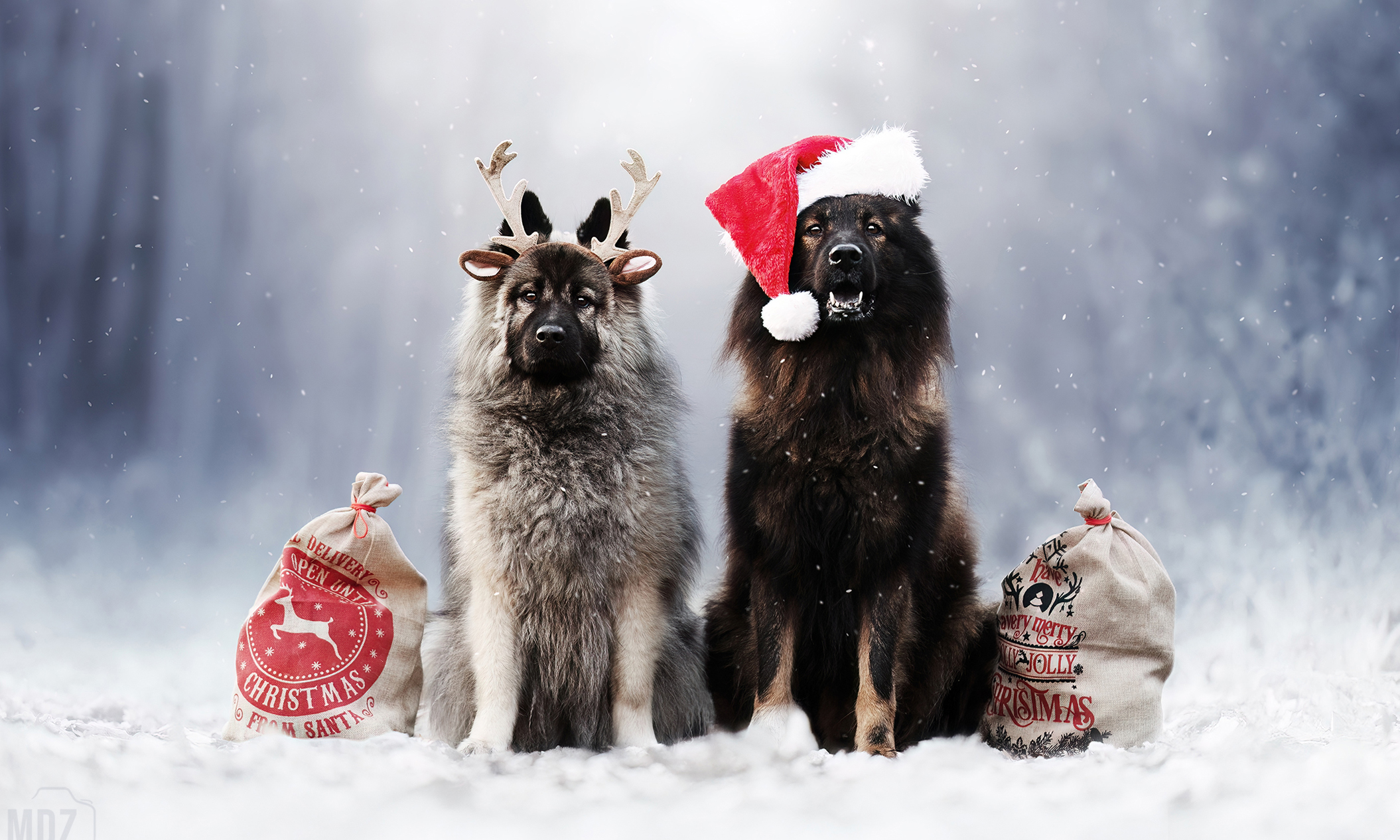 Mini Séance Noël