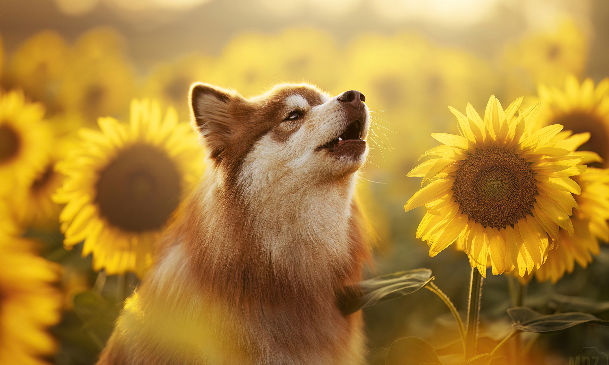 Séance dans les tournesols